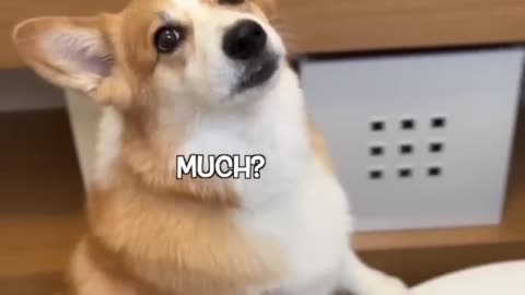 funny dog