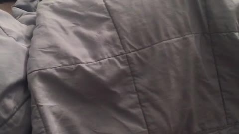 Black white dog hiding under blanket