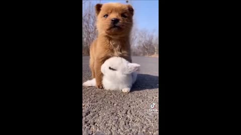Funny dog video please watch