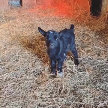 Hopping twin baby goats are the cutest