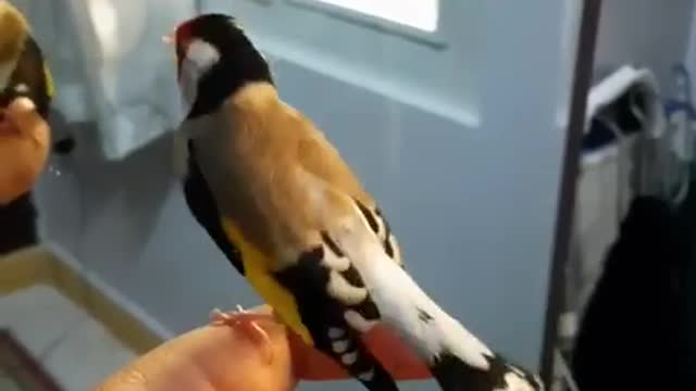 Very beautiful bird sound
