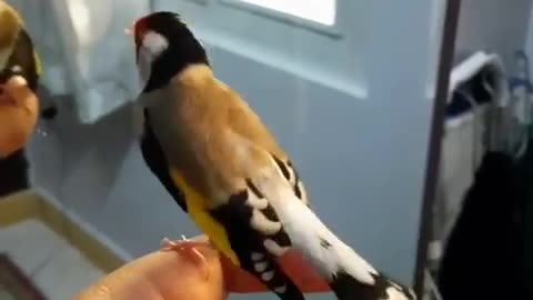 Very beautiful bird sound