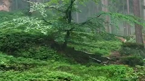 Scary forest