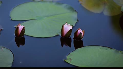 Blooming lotus flowers