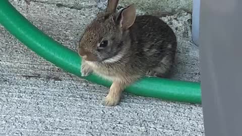 Baby Bunny visiting