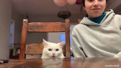 Super FUNNY CAT VIDEOS! Funny ANIMALS videos 2024