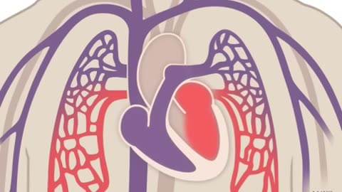 The Heart and Circulatory System - How They Work