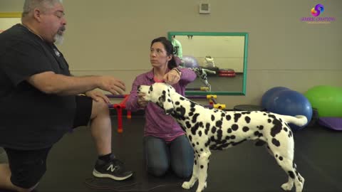 Complete Head Straight Video with Trainer