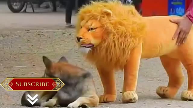 Lion vs. Funny Dog