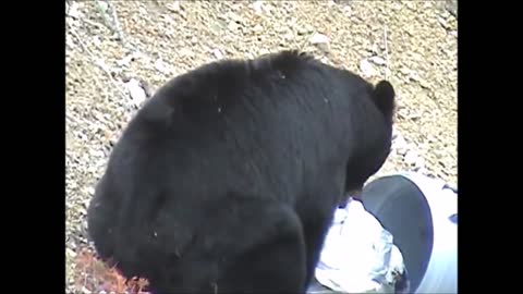 BEARS LOVE FOOD - FUNNY COMPILATION