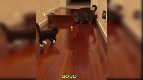 CUTE CATS PLAYING VERY GOOD
