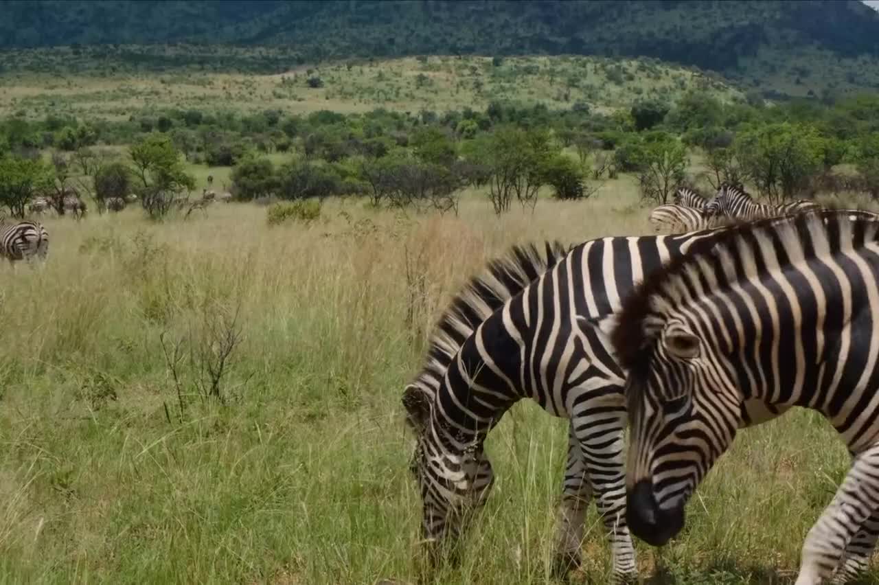 Zebras are striped horses.