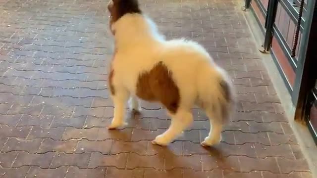 You must see this Funny Miniature Pony