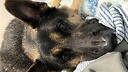 GermanShepherdStarr