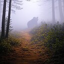 sequoiasouthpaw
