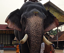 Sujithet