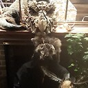 ShadowDragon62