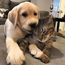 GODLovesAnimals