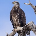 birding_by_ear