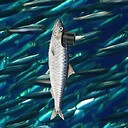 SirSardine