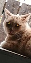 CatchAllTheSunshines