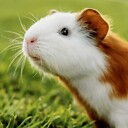 GuineaPigD