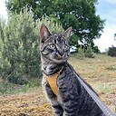 oliverscatventures