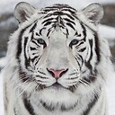 WhiteMagikTiger