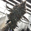 treasures__farm