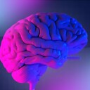 CortexCerebral