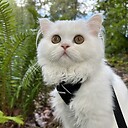MrFloofington