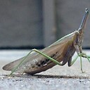 MantisNomo
