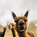 thefunkyllama