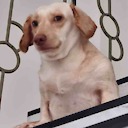 KimchiTheDaschund