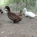 ducks1