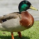 Duckybhai78