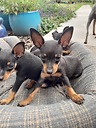 MiniaturePinscher