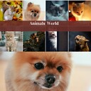 Animalsworld02