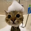 Smittenkitten1