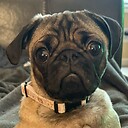 slipreepug