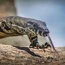 goanna