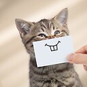 animLifeGo