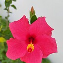 PankajSharma2