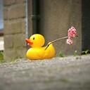 travelingduckie