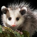 CorpulentOpossum