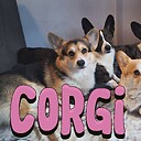 Corgigang