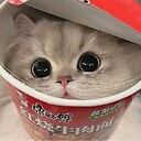 Kitten_Chronicles