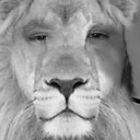 LionLondonMan