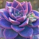 PurpleSucculant