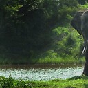 ElephantWorld